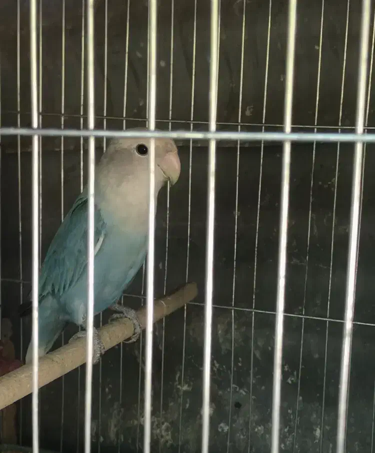 طوطی کوتوله ماده|پرنده|داراب, |دیوار