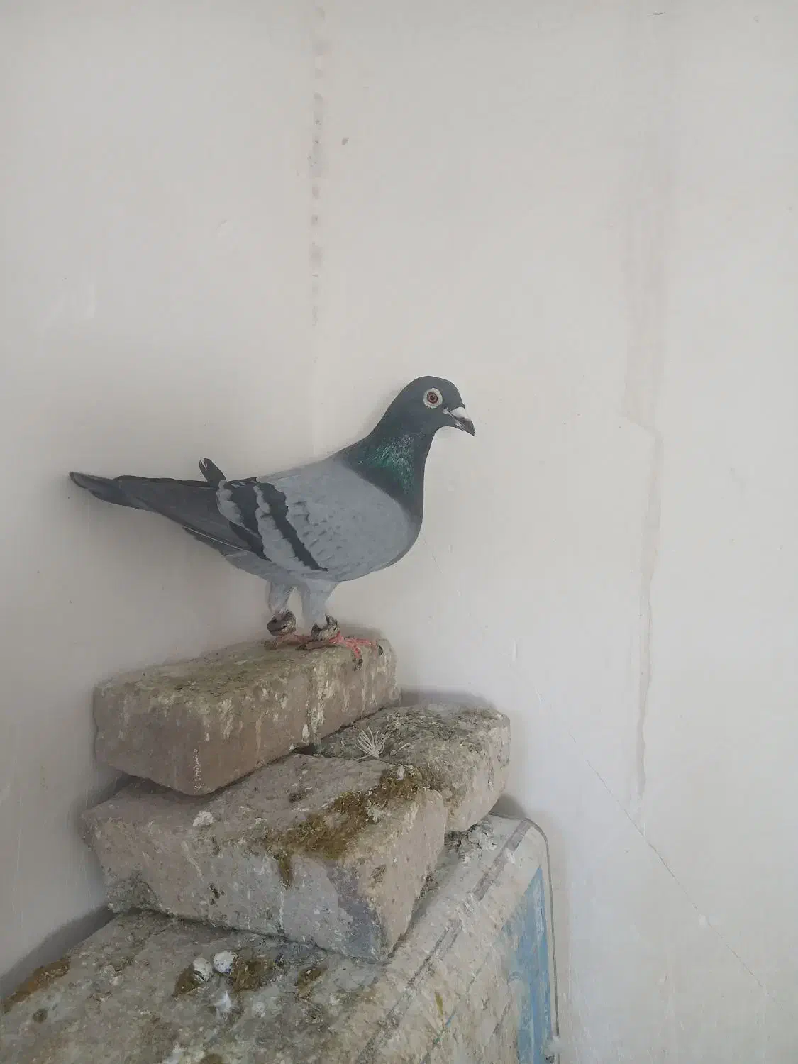 کفترتکی وجفتی|پرنده|سبزوار, فرهنگیان|دیوار