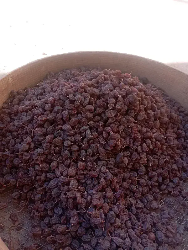 کشمش افتابی بیدانه درشت و گوشتی|خوردنی و آشامیدنی|اقبالیه, |دیوار