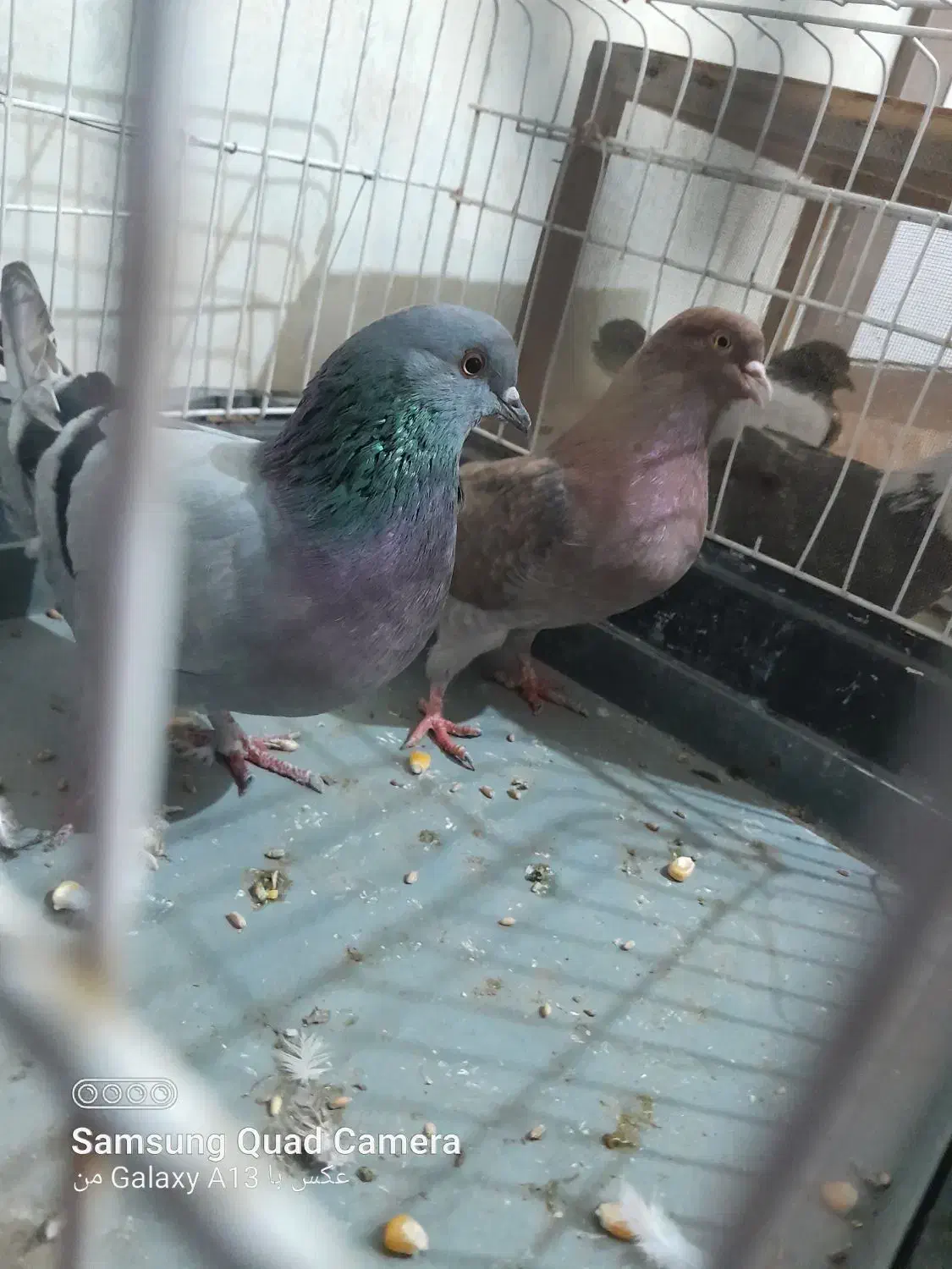 کبوتر|پرنده|پارس‌آباد, |دیوار