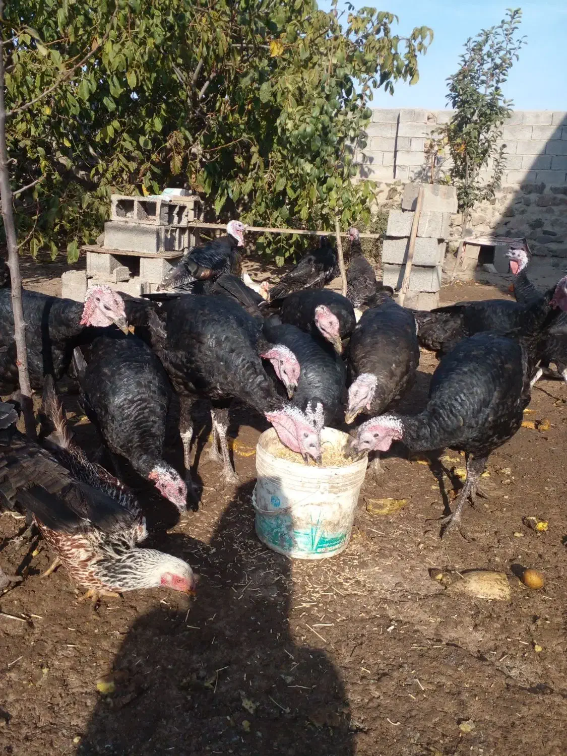 بوقلمون|حیوانات مزرعه|اردبیل, |دیوار