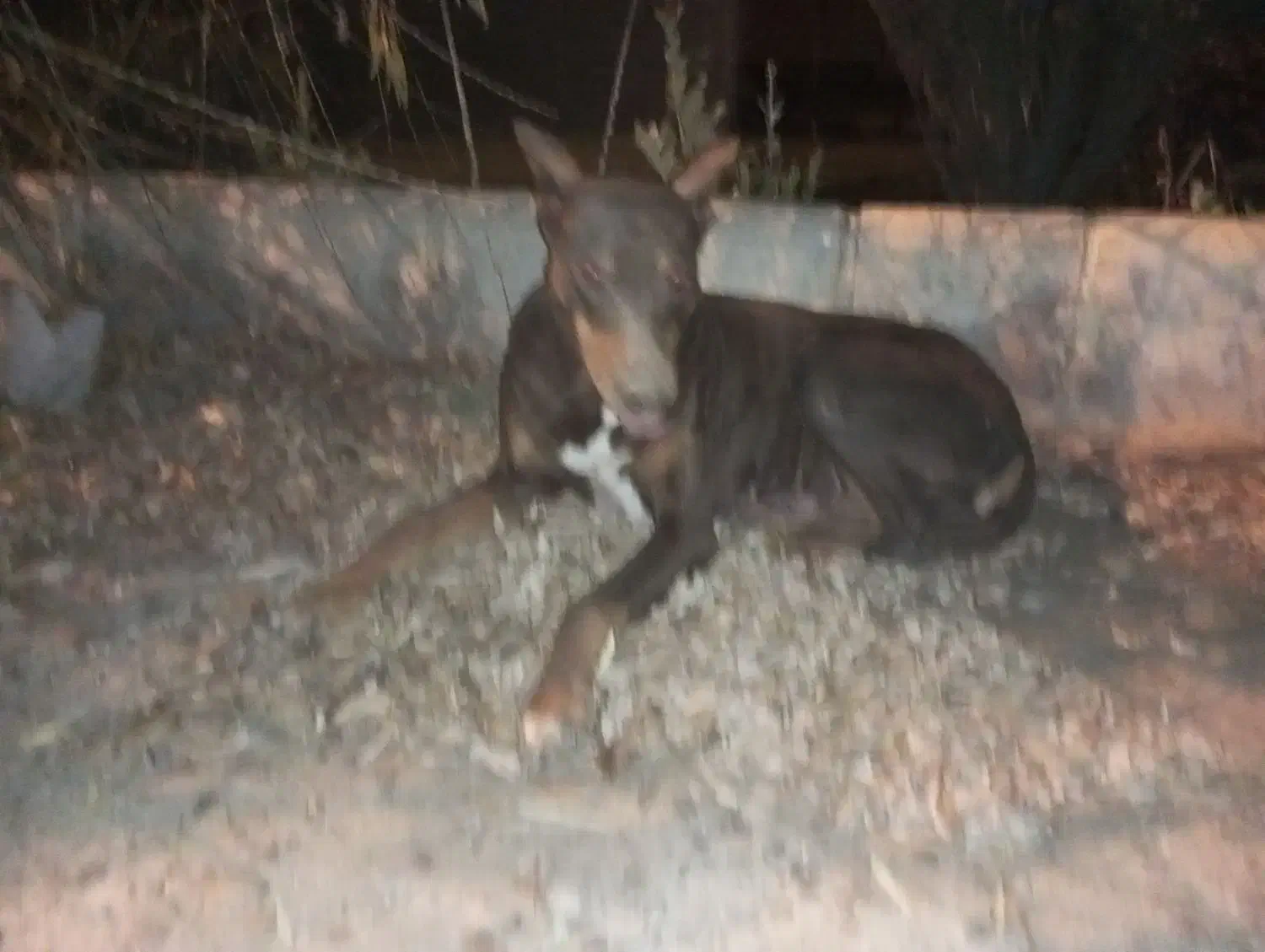 سگ دوبرمن ماده|سگ|مشهد, شترک|دیوار