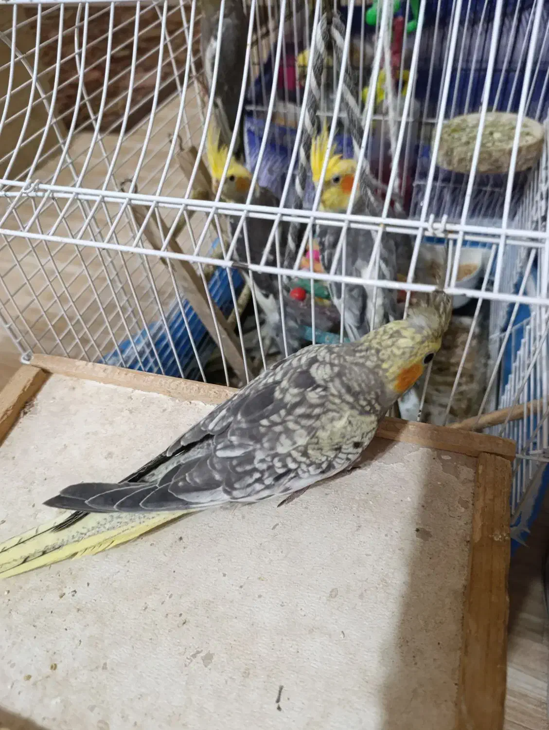 چهار تا عروس هلندی سه ماهه نر|پرنده|رشت, حمیدیان|دیوار