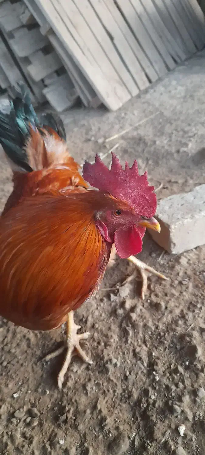 ۳عدد خروس|پرنده|آبدانان, |دیوار