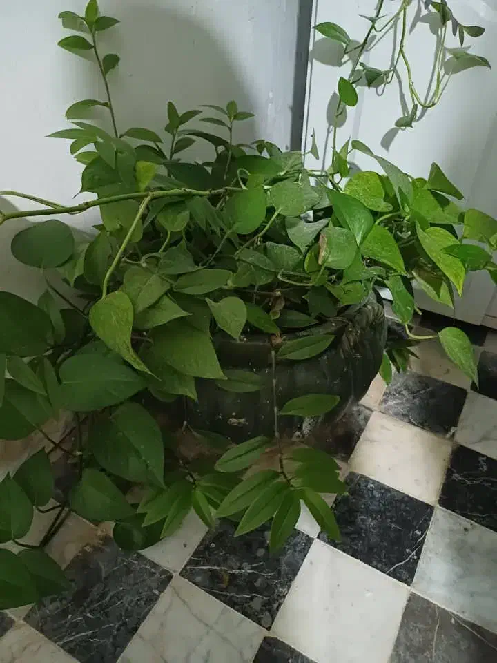 گل بنجامین|گل و گیاه طبیعی|نهاوند, |دیوار