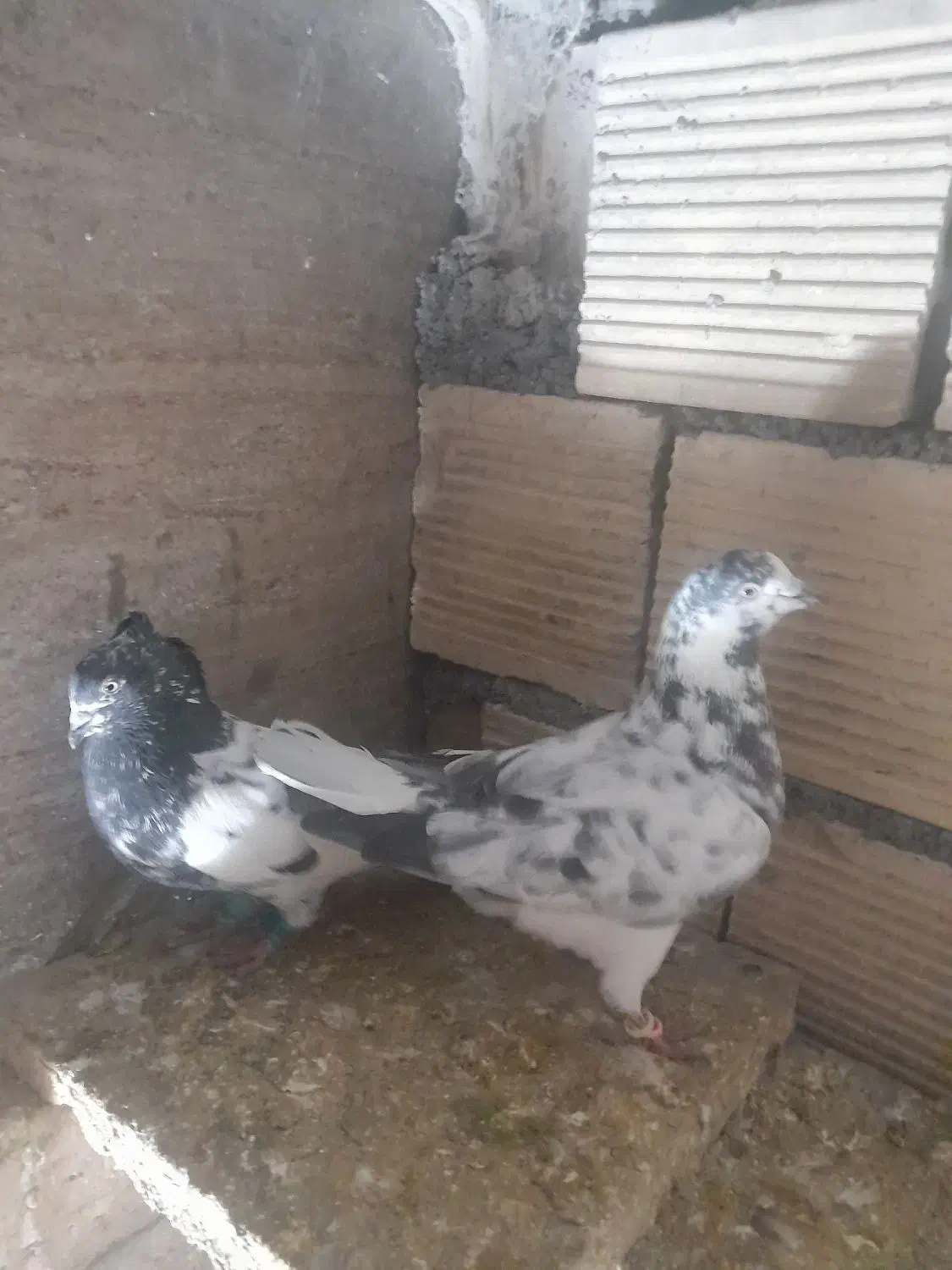 تهرانی بالاگرد|پرنده|بیرانوند, |دیوار