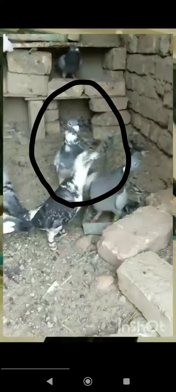 ابلغ گمشده خریدارم ۲م خریدارم|حیوانات|هامون, |دیوار