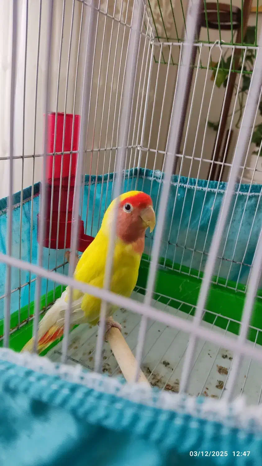 طوطی برزیلی نر سالم و خوشرنگ|پرنده|لنگرود, |دیوار