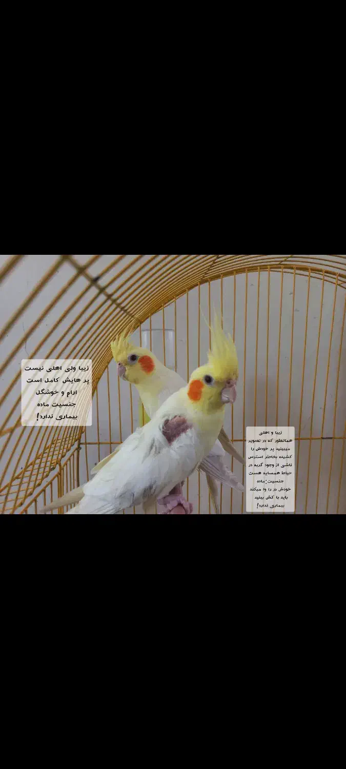 عروس هلندی طوطی|پرنده|مرند, |دیوار