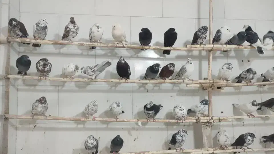 فروش  کبوتر‌کاشونی دمگیر طوقی شازده به قیمت خوب|پرنده|شاهین‌شهر, شهرک گلدیس|دیوار