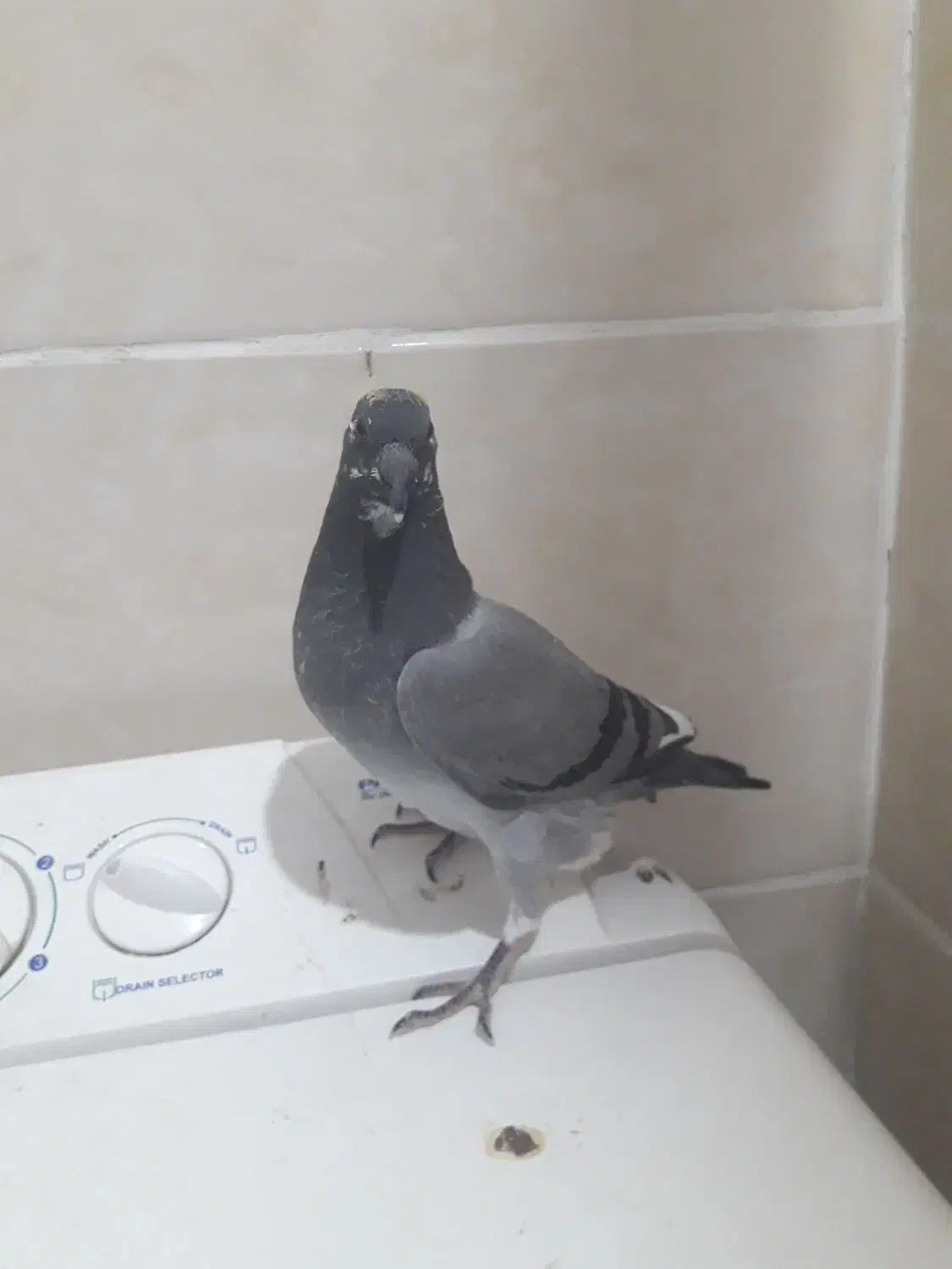 پلاکی|پرنده|مسجد سلیمان, |دیوار