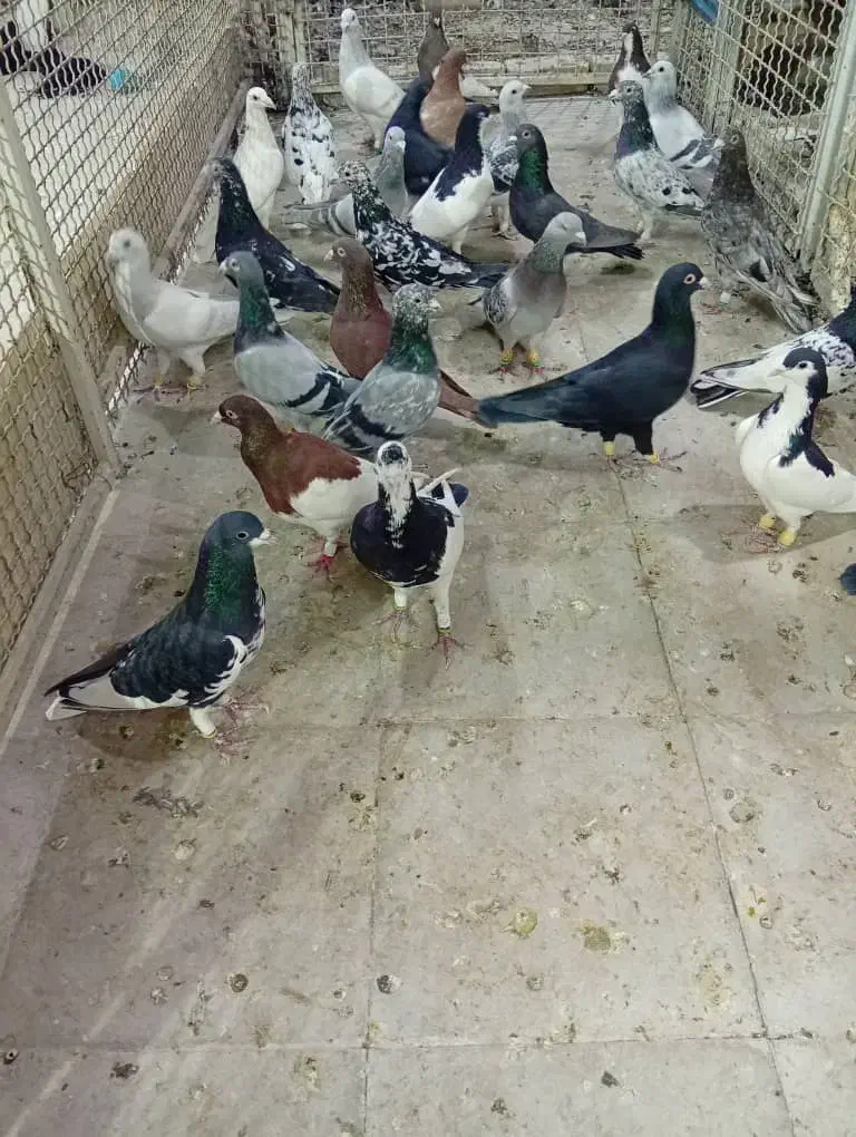 کبوتر|پرنده|شیراز, نصر|دیوار