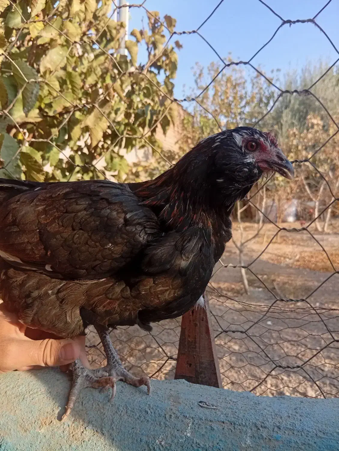 مرغ گلین|حیوانات مزرعه|قرچک, زیبا شهر|دیوار