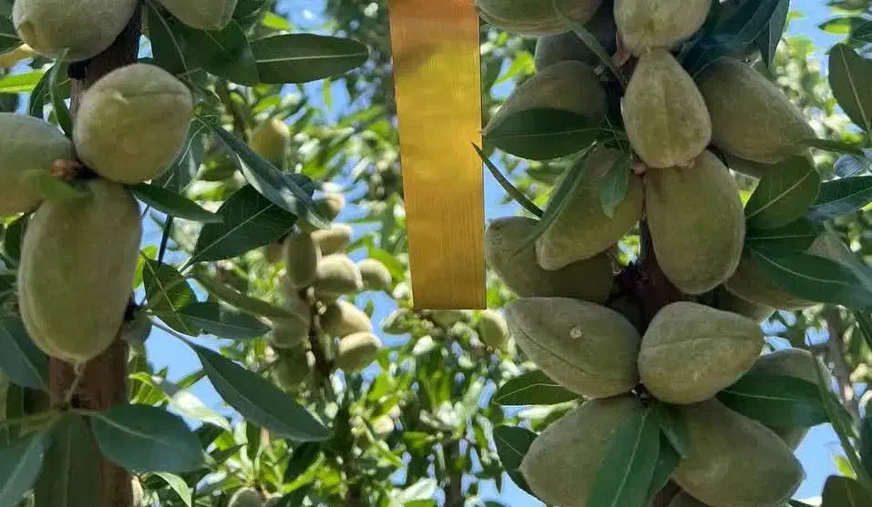 توزیع نهال بادام آذر یکساله به قیمت 50 هزار تومان|خدمات باغبانی و درختکاری|بردسکن, |دیوار