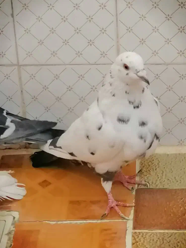 فروش تعدادی کبوتر|پرنده|داراب, |دیوار