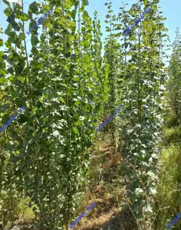 1000 متر زمین باغی برای صنوبر ۳۰۰ میلیون در رشت|فروش زمین و ملک کلنگی|طاهرگوراب, |دیوار
