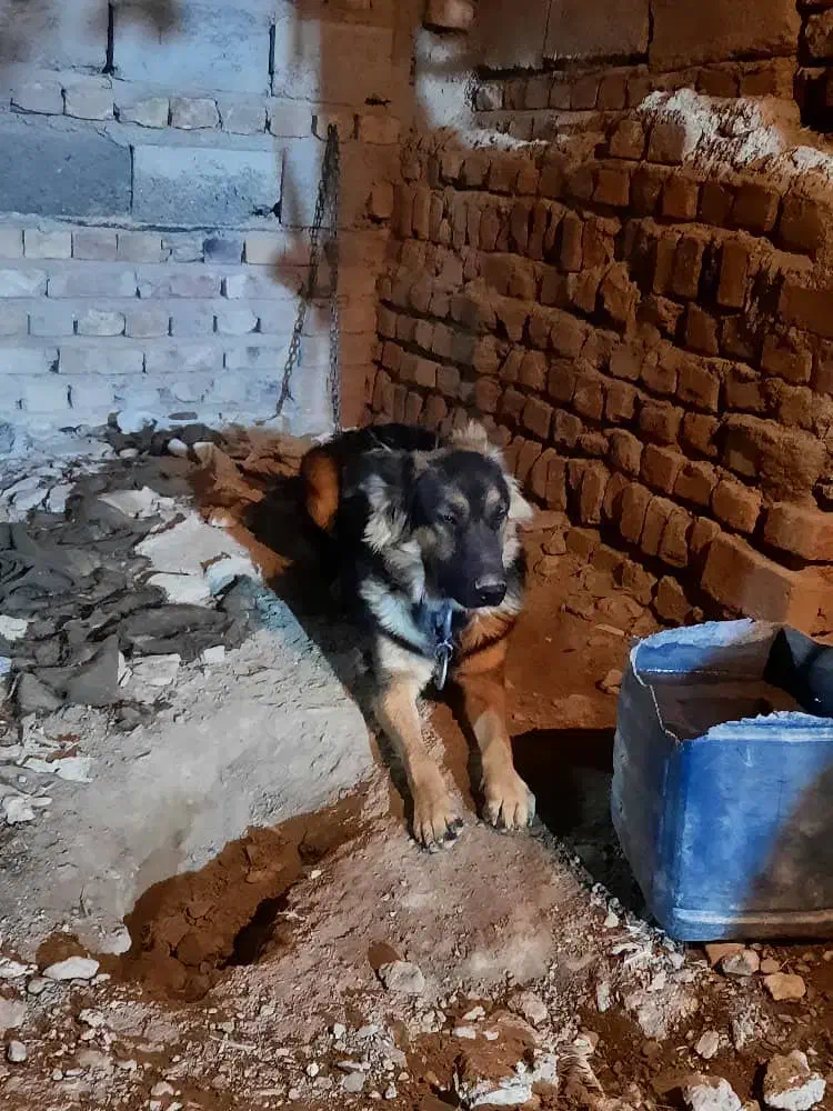 سگ ژرمن شپرد|سگ|خاش, |دیوار