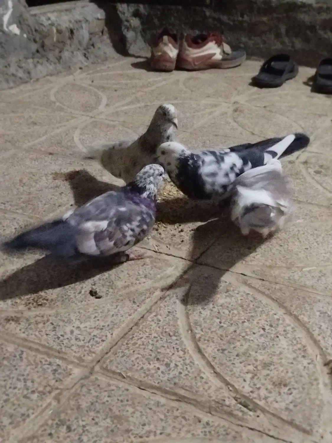 کفتر|پرنده|دورود, |دیوار