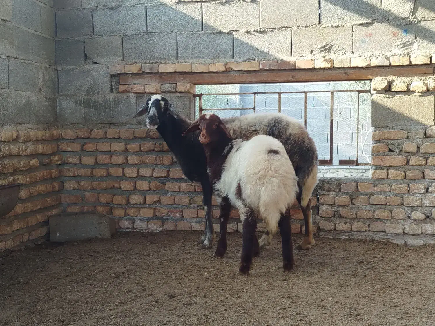 بره دار|حیوانات مزرعه|گمیشان, |دیوار