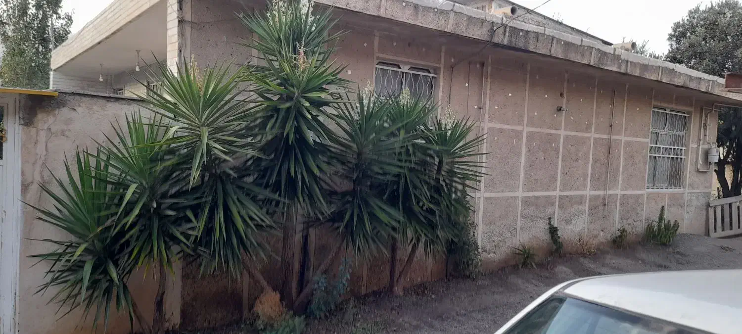 گل یوکا|گل و گیاه طبیعی|رودبار, |دیوار