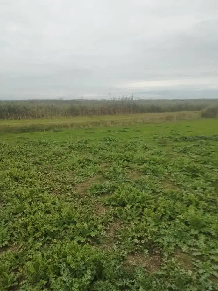 14942متر زمین کشاورزی تسطیح نشده350|فروش زمین و ملک کلنگی|رضوانشهر, |دیوار