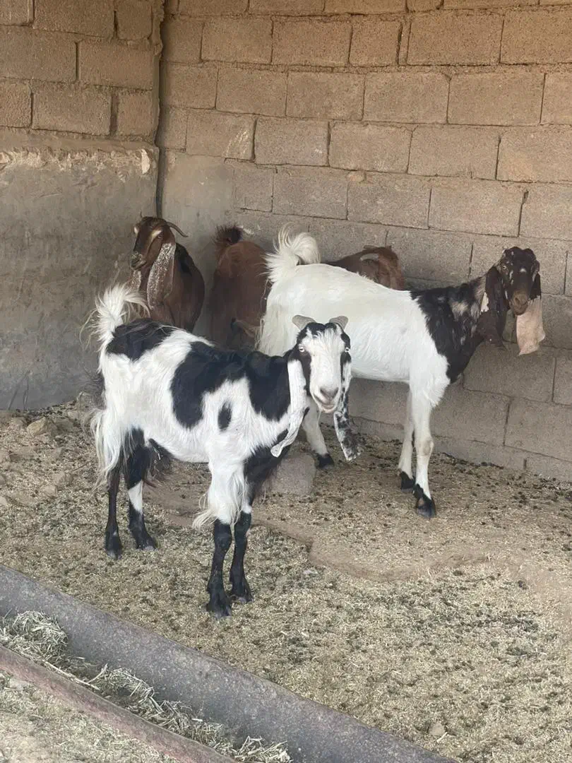 بره وبز|حیوانات مزرعه|شوشتر, |دیوار