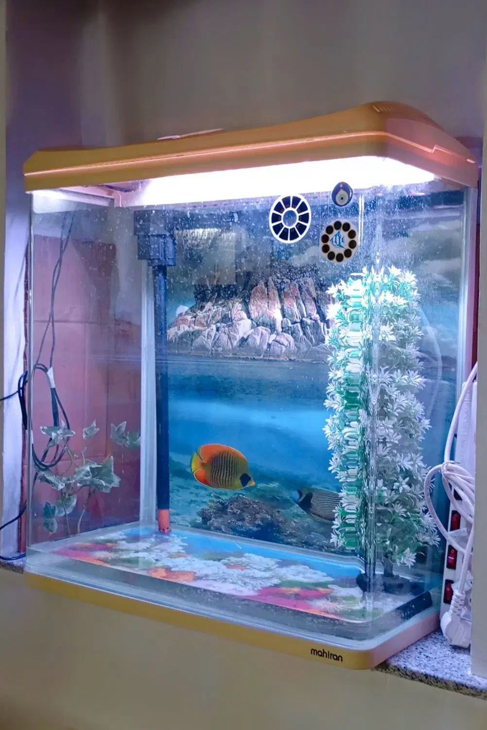 آکواریوم ماهیران|ماهی|ارومیه, |دیوار