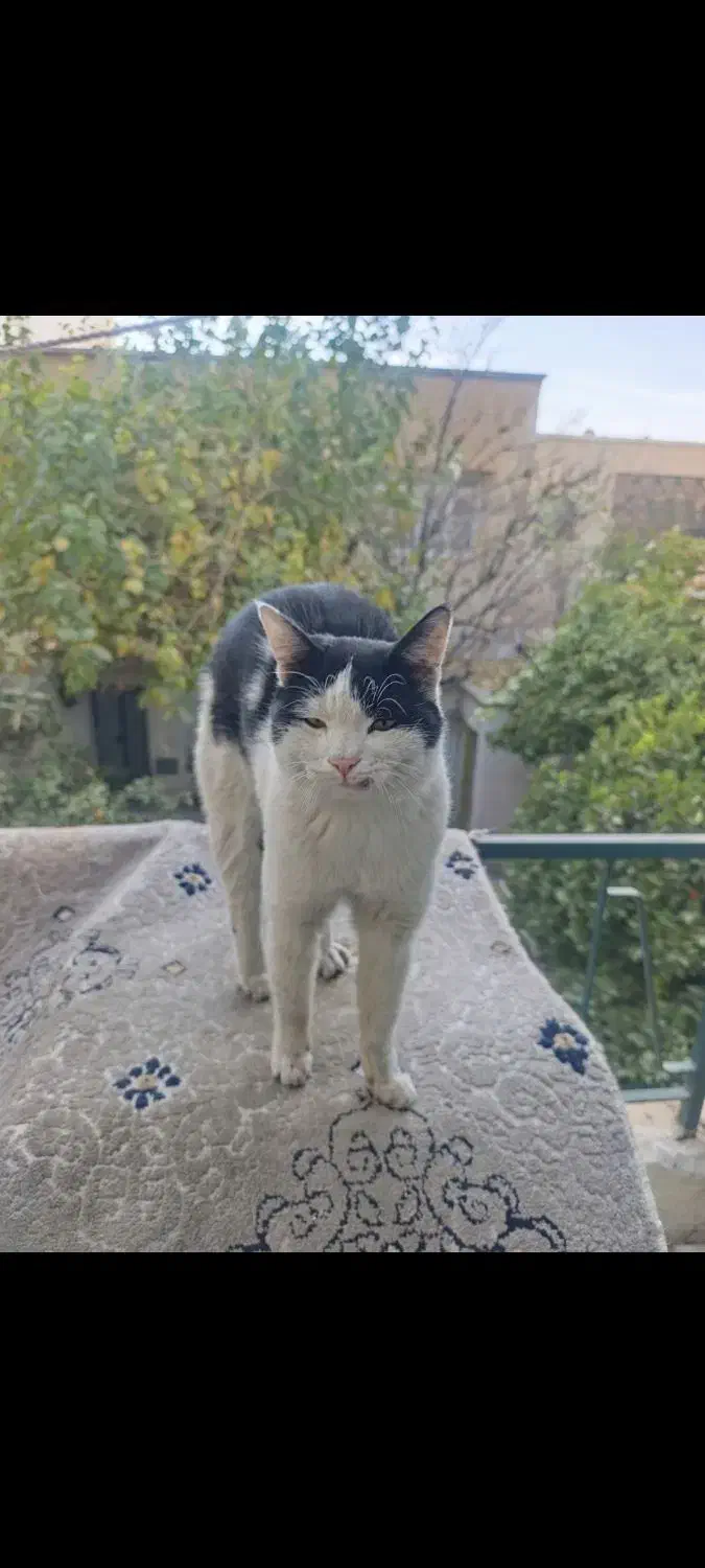 نیازمند جای امن|گربه|شیراز, اصلاح‌نژاد|دیوار