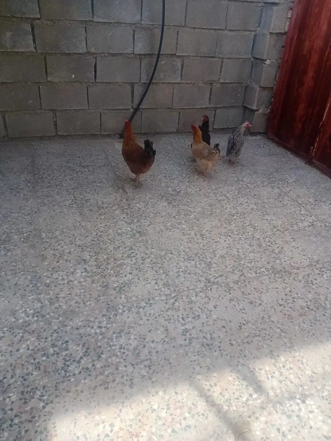 مرغ|حیوانات مزرعه|ایذه, |دیوار