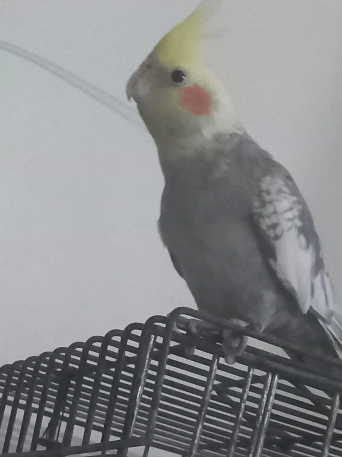 فروش عروس هلندی|پرنده|کرج, کرج نو|دیوار