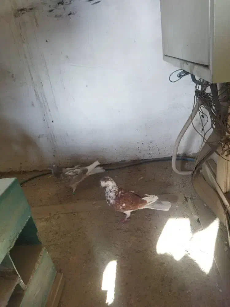 کبوتر غریبگیری|پرنده|کرج, کوی امامیه|دیوار