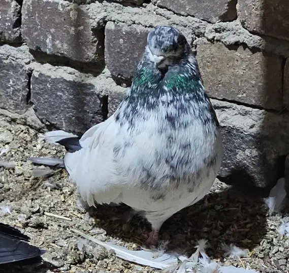 کبوتر کله دم سبز نوک چفت قنار کله ای نوک ریز دمی|پرنده|خزل, |دیوار