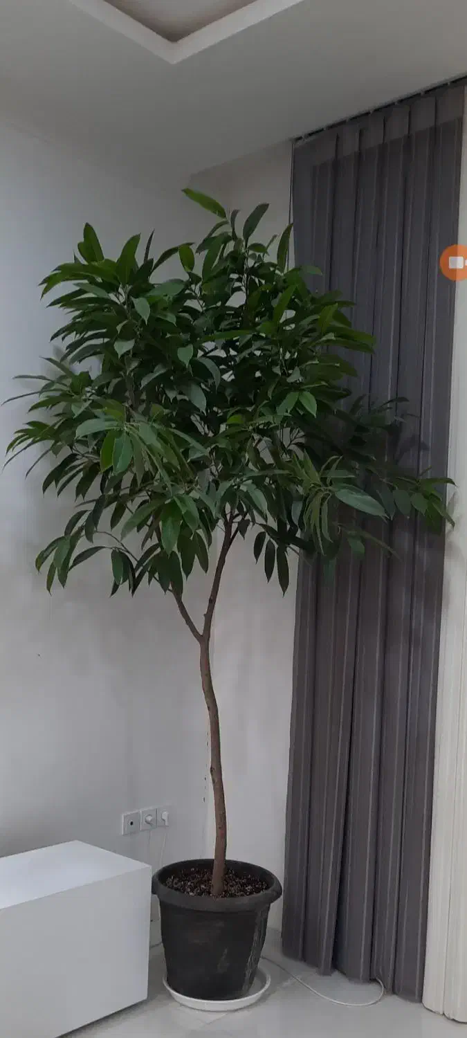 آمستل کینگ|گل و گیاه طبیعی|گناباد, |دیوار