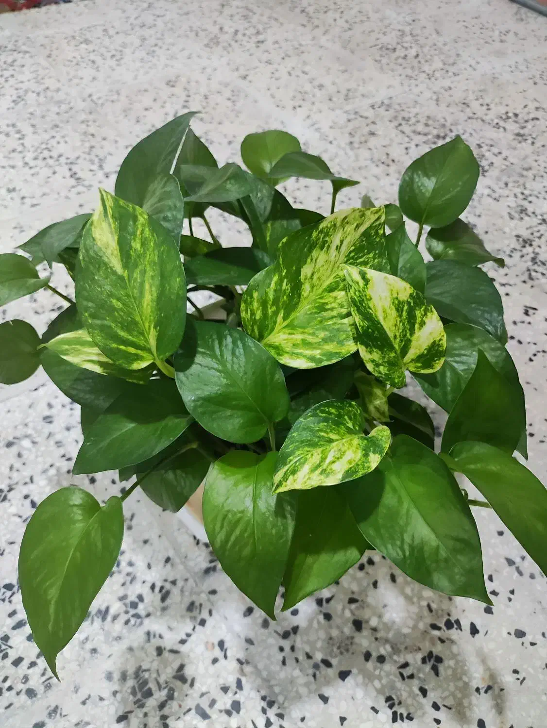 طلای سرسبز|جواهرات|خرمآباد, |دیوار