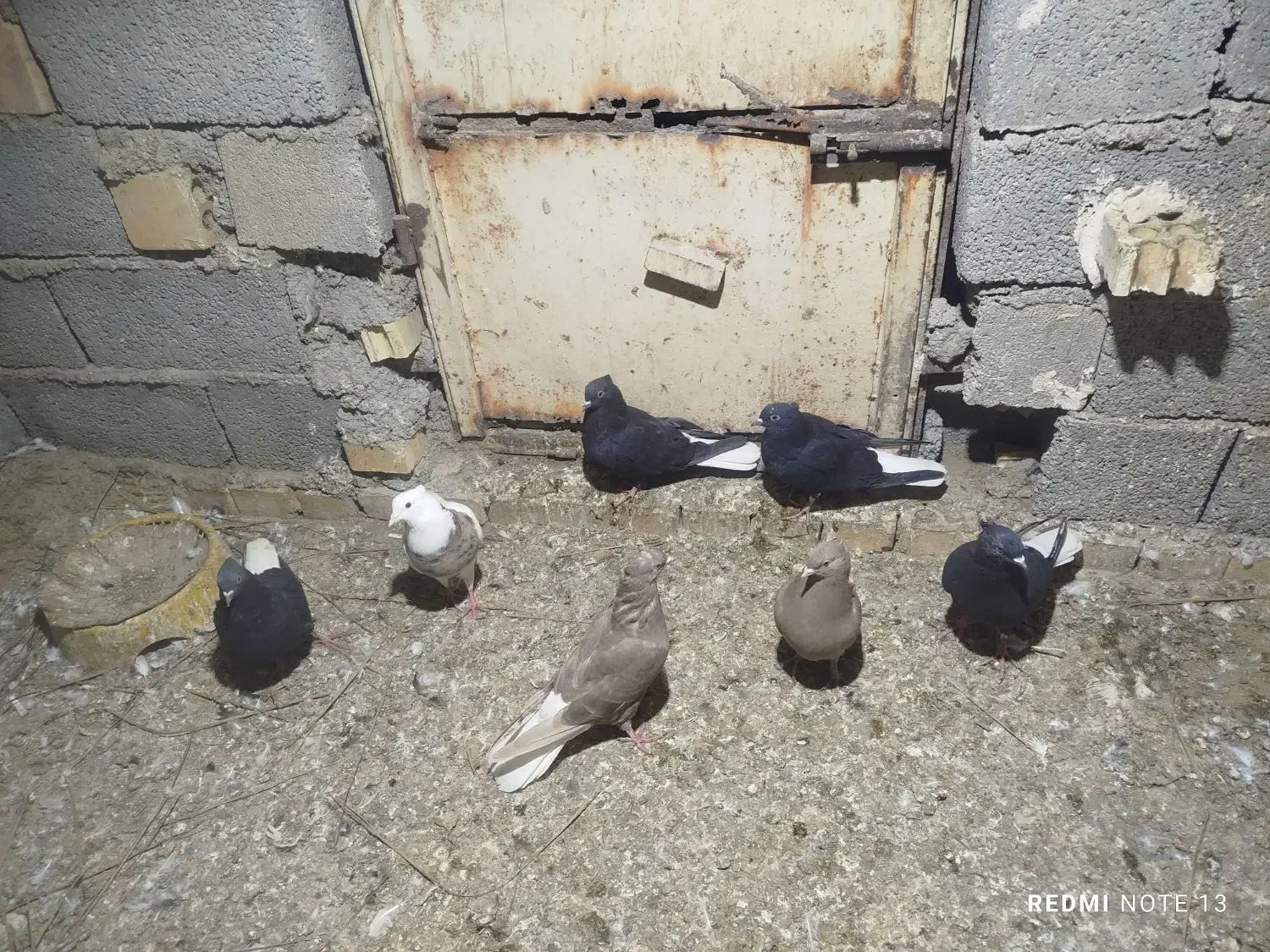 دمسفید|پرنده|سوسنگرد, |دیوار