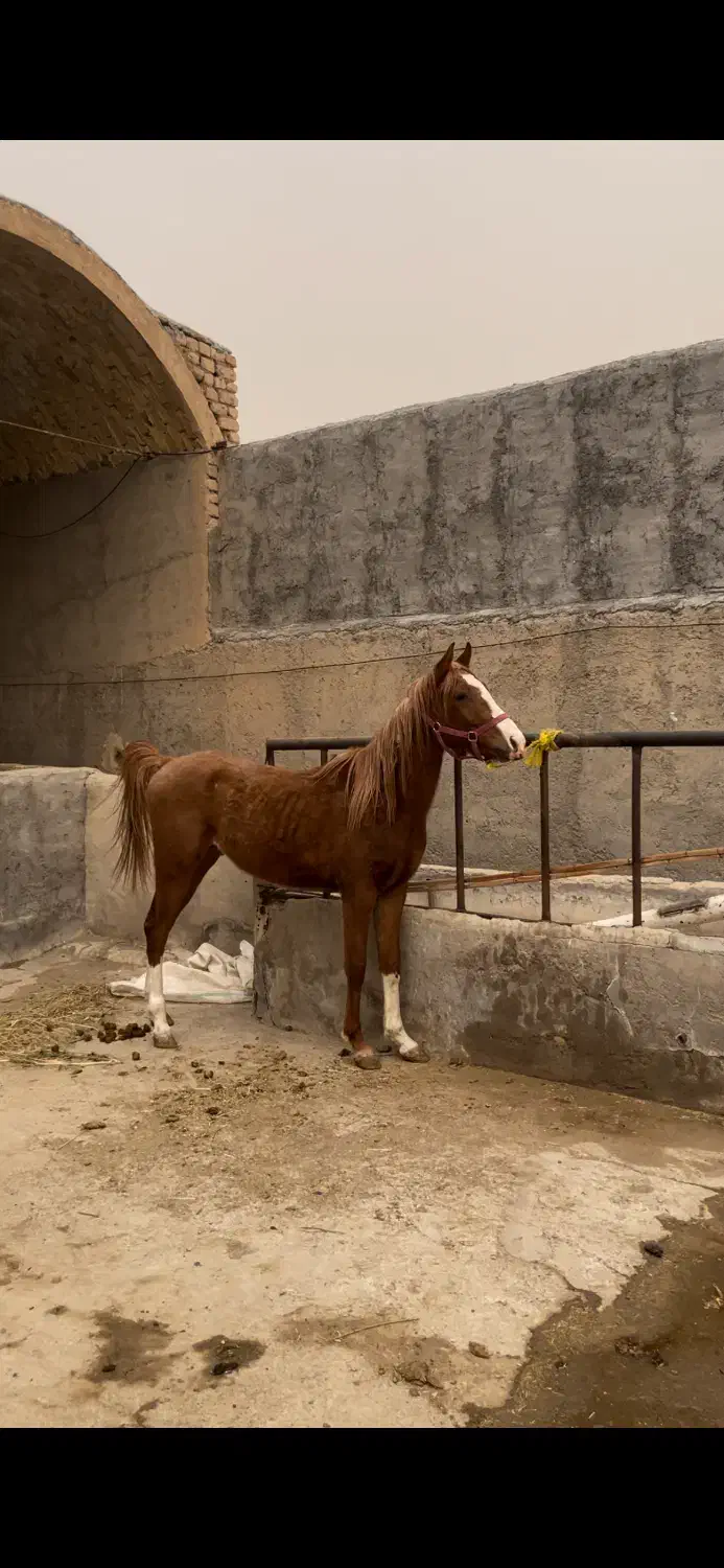 کره نریون عرب خالص|اسب و تجهیزات اسبسواری|کاشان, استرک|دیوار