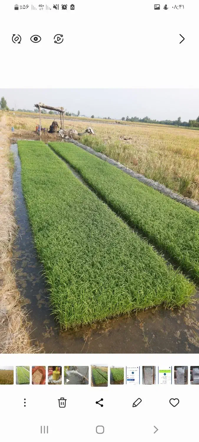 کشت دوم برنج طارم هاشمی اعلاء|خوردنی و آشامیدنی|سرخرود, |دیوار