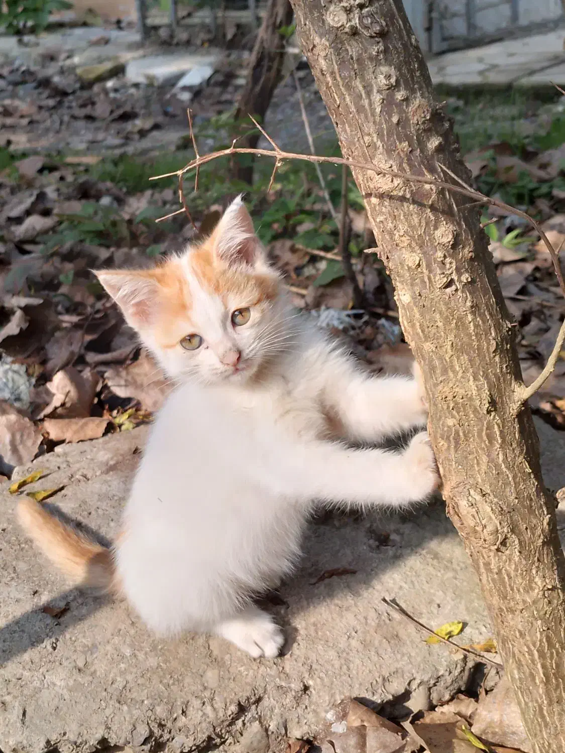 بچ گربه رایگان|گربه|لاهیجان, بازکیاگوراب|دیوار