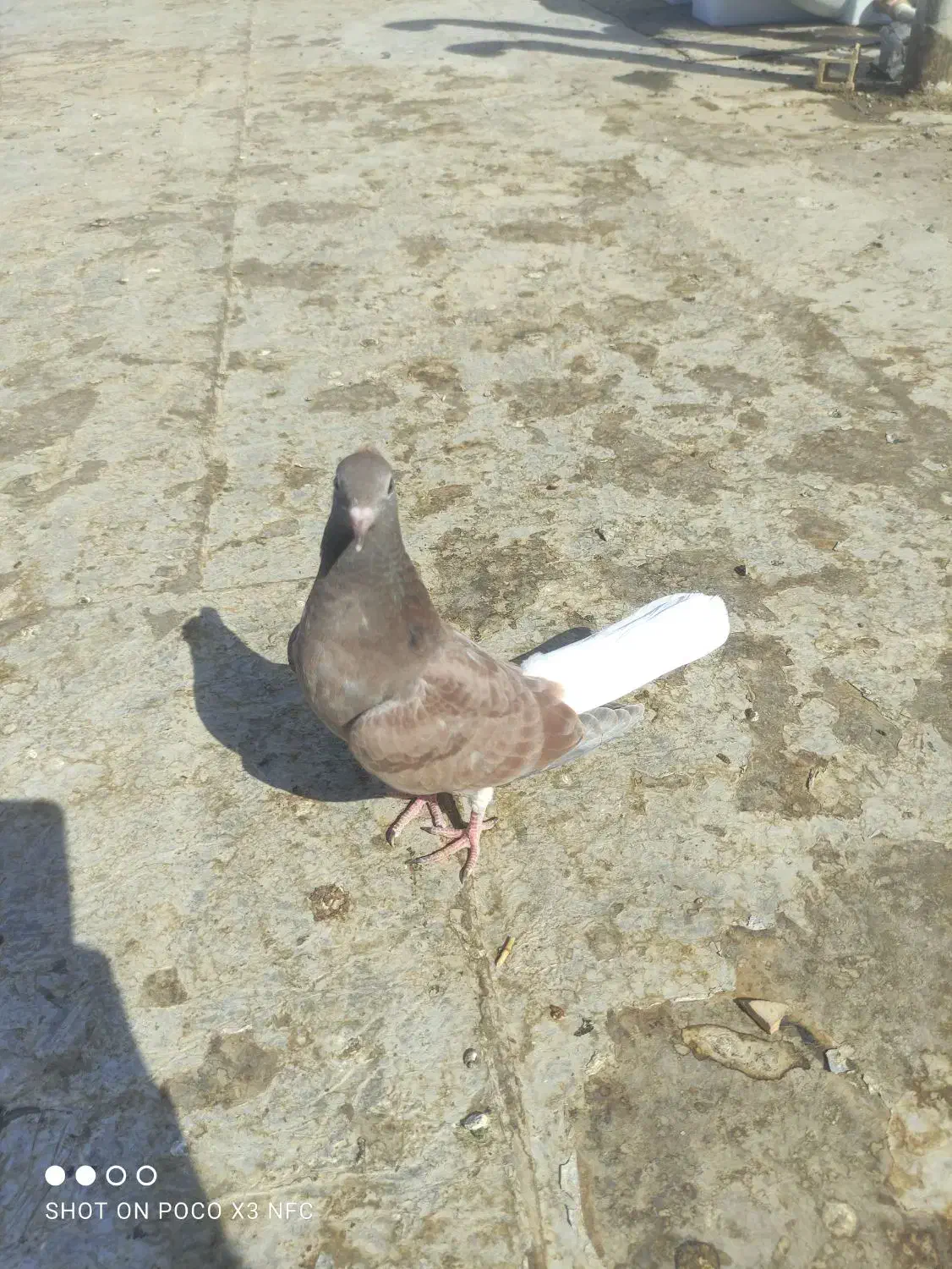 دم سفید اشعل نر|پرنده|امیدیه, |دیوار