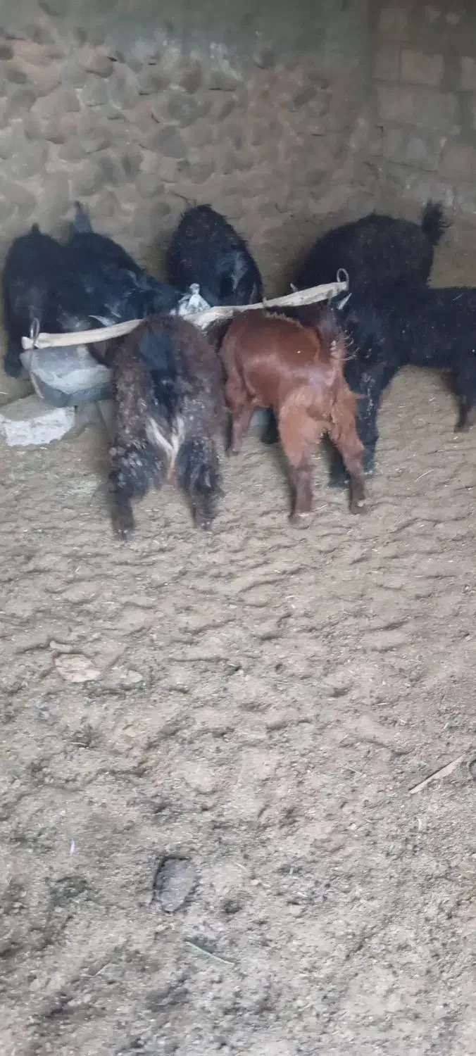 فروش بزغاله پاکستانی ومحلی|حیوانات مزرعه|بیرجند, |دیوار