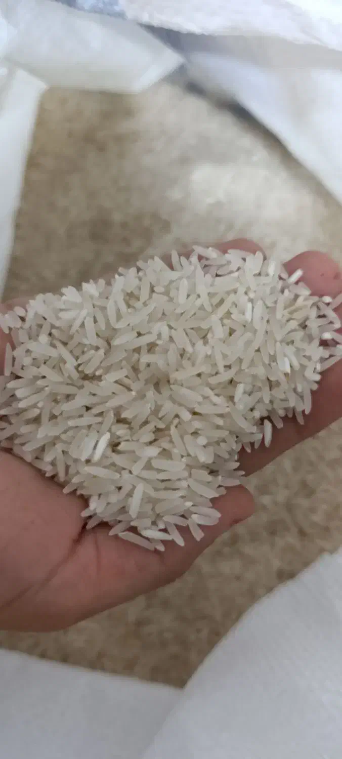 برنج محلی ندا|خوردنی و آشامیدنی|خان ببین, |دیوار