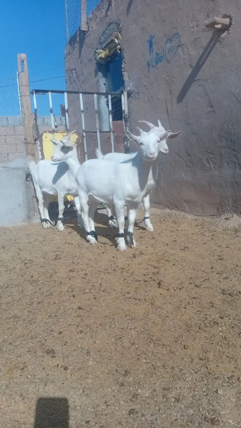 بزسانن بزغاله|حیوانات مزرعه|خواف, |دیوار