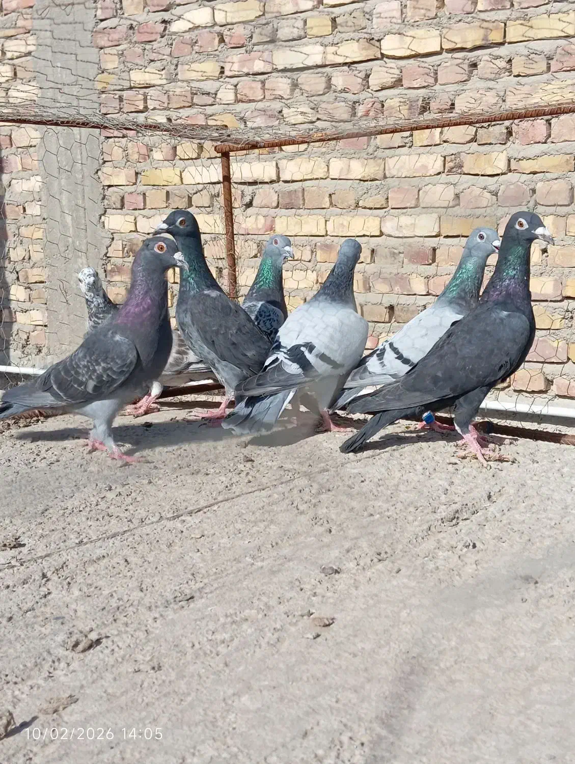 مجسمه کبوتر|مجسمه، تندیس، ماکت|زابل, |دیوار