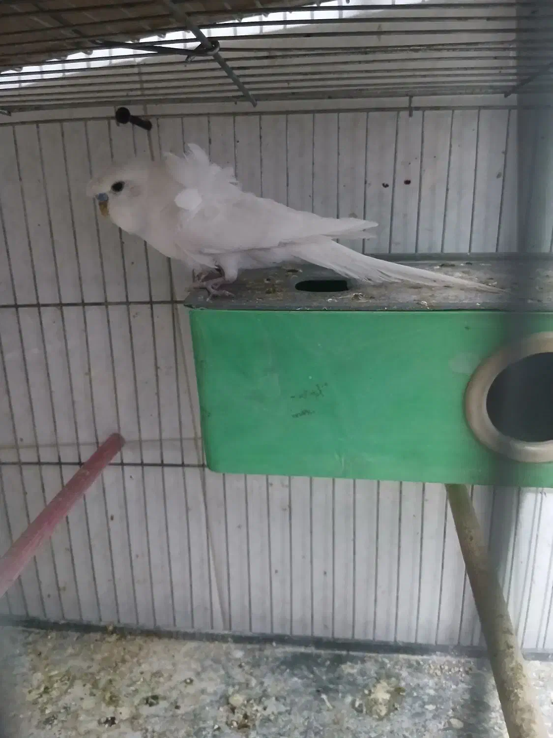 مرغ عشق پروانه ای|پرنده|آذرشهر, |دیوار