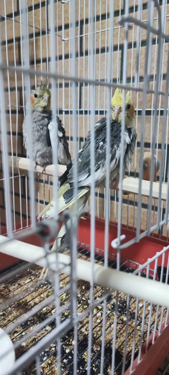 جوجه عروس هلندی|پرنده|پیر بکران, |دیوار