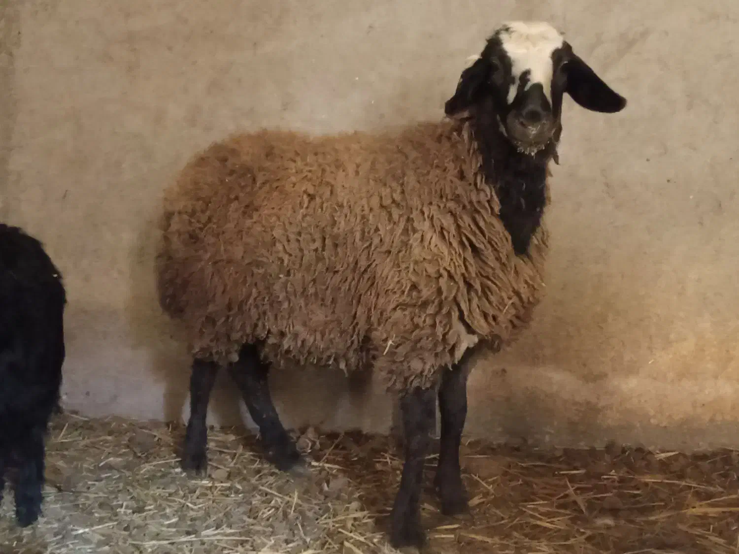 بره ماده شالی|حیوانات مزرعه|اسفرورین, |دیوار