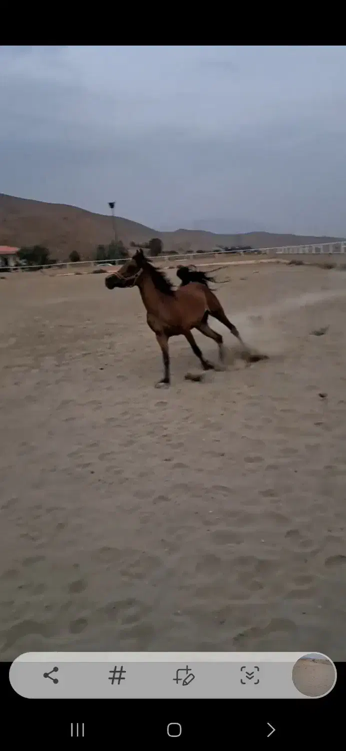 اسب مادیان|اسب و تجهیزات اسب‌سواری|بشاریات, |دیوار