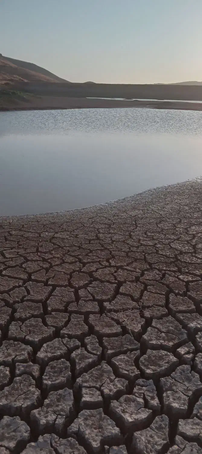 بذر گندم|گل و گیاه طبیعی|باروق, |دیوار