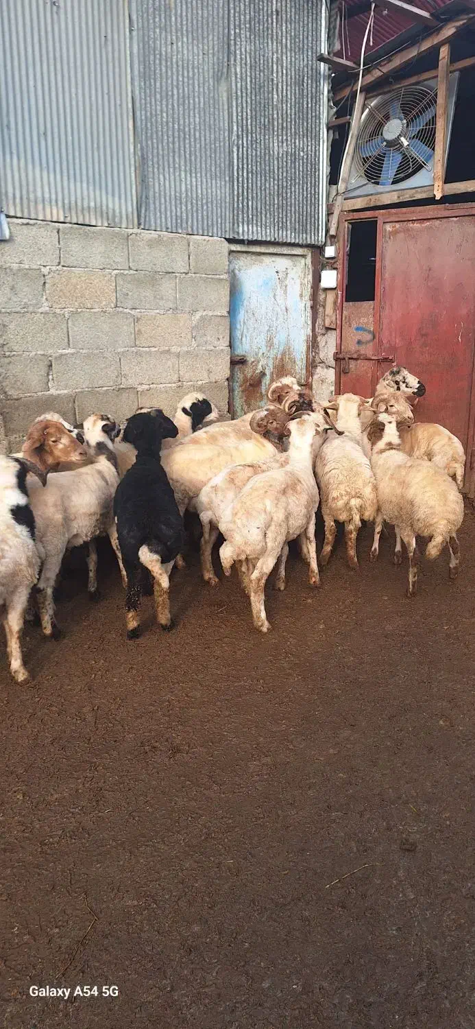 فروش گوسفند|حیوانات مزرعه|ماسال, |دیوار