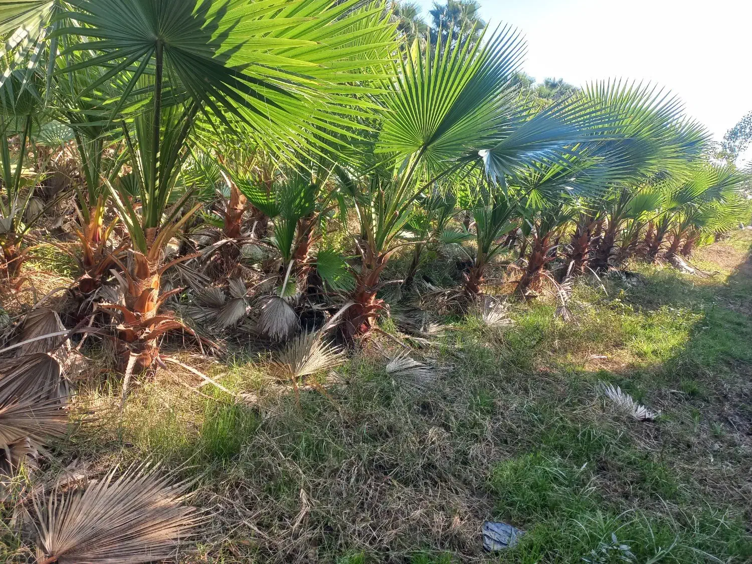 انواع نهال مرکبات،سیاه ریشه و..زیرنظر مهندس تشیع|خدمات باغبانی و درختکاری|زرگرشهر, |دیوار